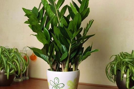 Cây kim tiền đặt ở đâu để mời gọi thần tài, cả nhà hưởng lộc quanh năm không hết?