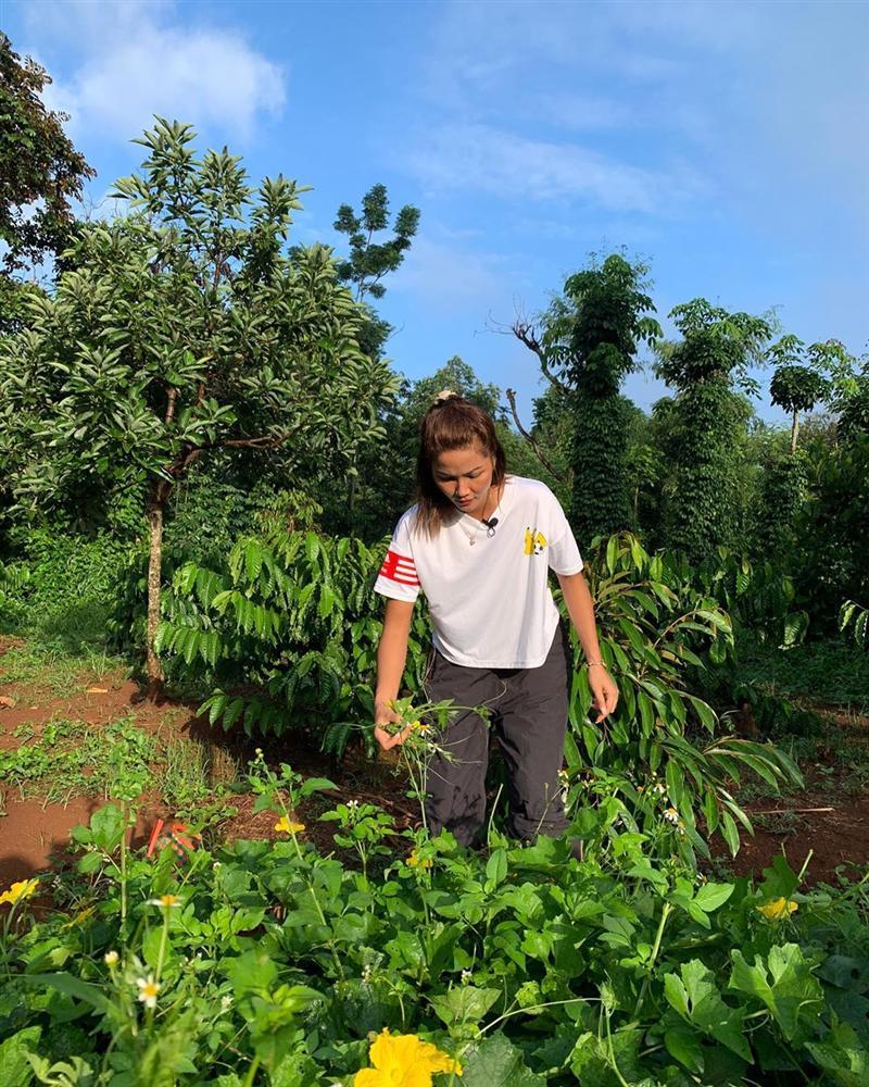 Xem HHen Niê thu hoạch rau củ, ai cũng thích được về Tây Nguyên-1