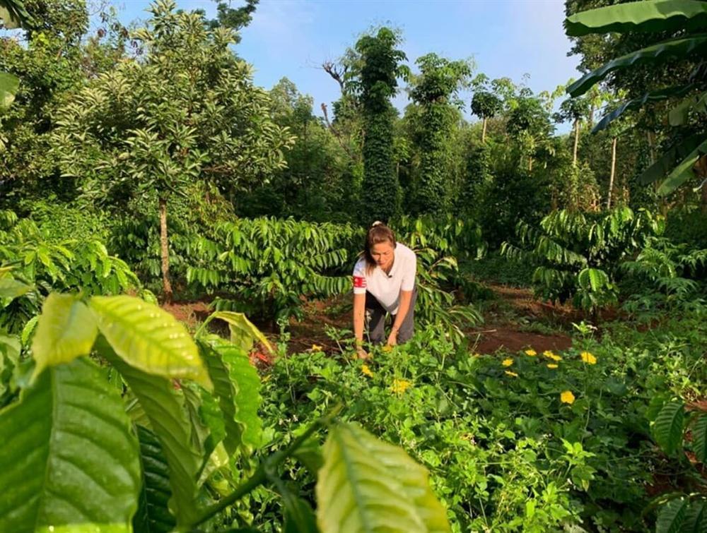 Xem HHen Niê thu hoạch rau củ, ai cũng thích được về Tây Nguyên-2