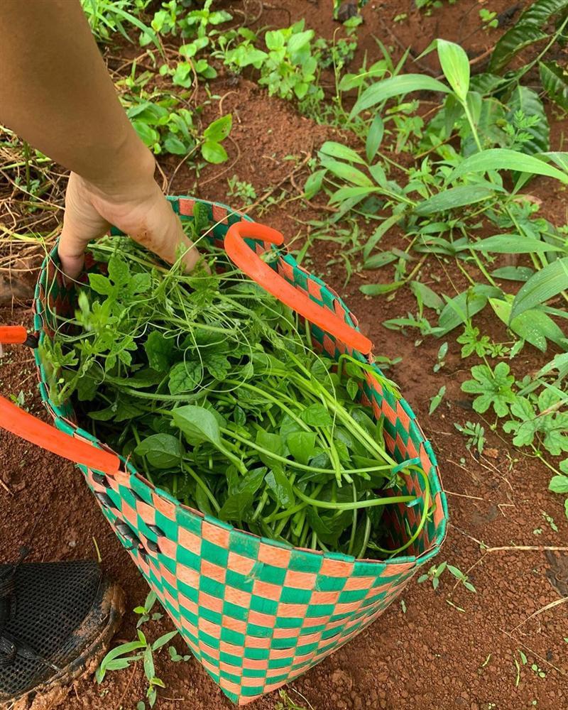 Xem HHen Niê thu hoạch rau củ, ai cũng thích được về Tây Nguyên-5