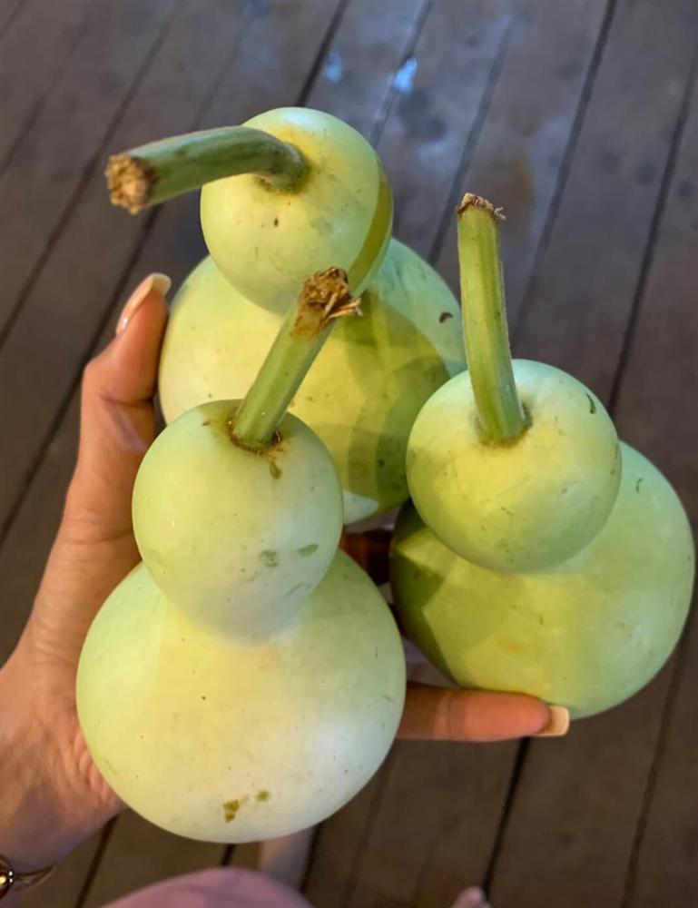 Xem HHen Niê thu hoạch rau củ, ai cũng thích được về Tây Nguyên-7