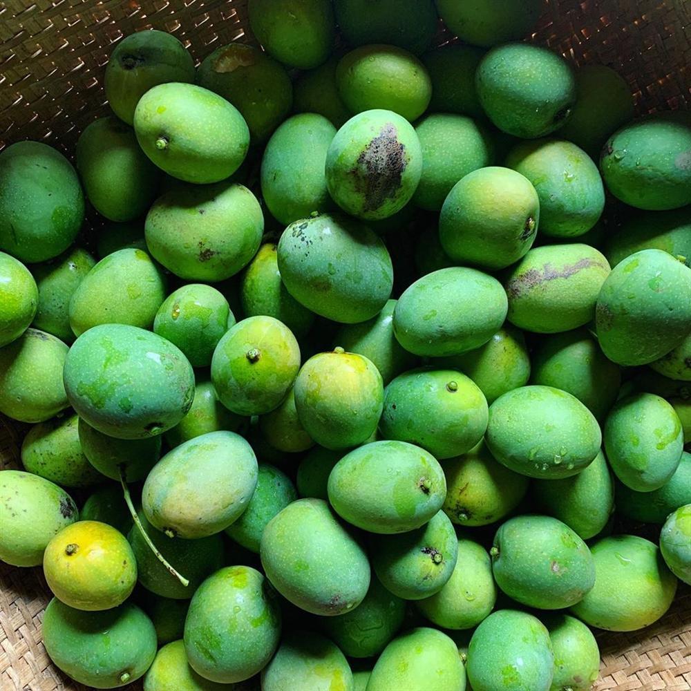 Xem HHen Niê thu hoạch rau củ, ai cũng thích được về Tây Nguyên-12