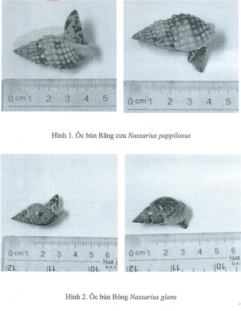 Xuất hiện 2 loại ốc lạ, 1 người tử vong - 2 người cấp cứu sau khi ăn tại Khánh Hòa-1