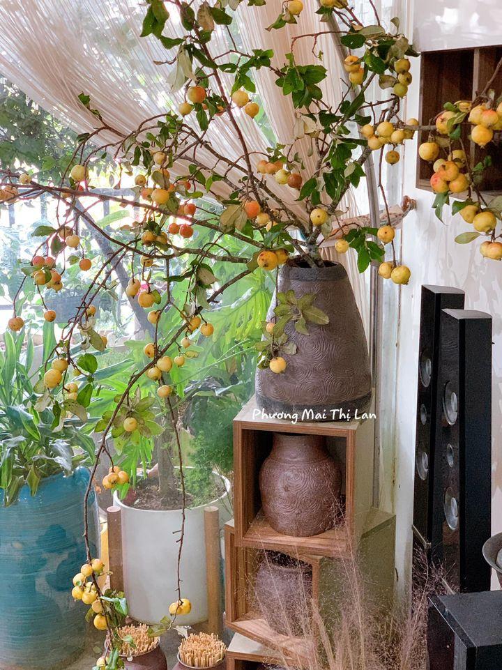 Học lỏm cách cắm cành táo mèo của mẹ Hà Nội, nhìn đẹp như tranh bảo sao bão like-3