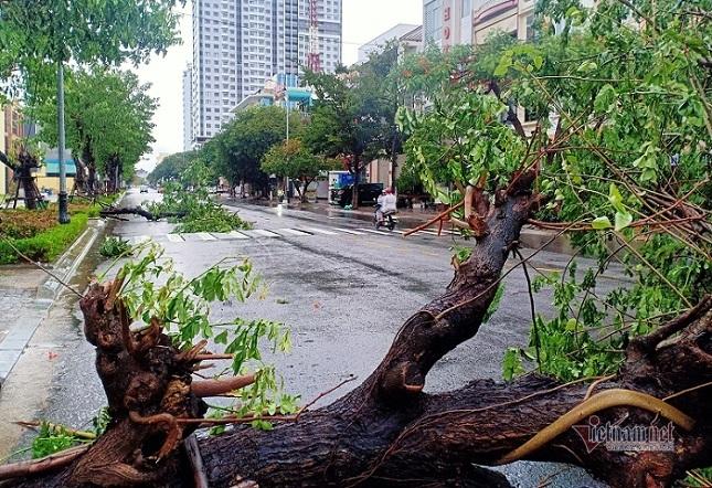 Mưa xối xả, đường ở Đà Nẵng thành sông, hàng loạt cây xanh ngã đổ-12