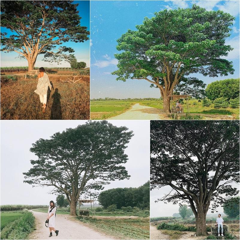 Cây cô đơn trong Mắt biếc tan hoang sau bão số 5, dân mạng không khỏi xót xa-1