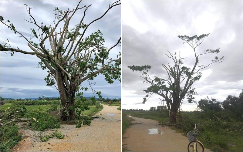 Cây cô đơn trong Mắt biếc tan hoang sau bão số 5, dân mạng không khỏi xót xa-2