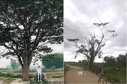 Cây cô đơn trong 'Mắt biếc' tan hoang sau bão số 5, dân mạng không khỏi xót xa