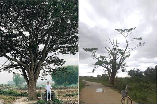 Cây cô đơn trong 'Mắt biếc' tan hoang sau bão số 5, dân mạng không khỏi xót xa