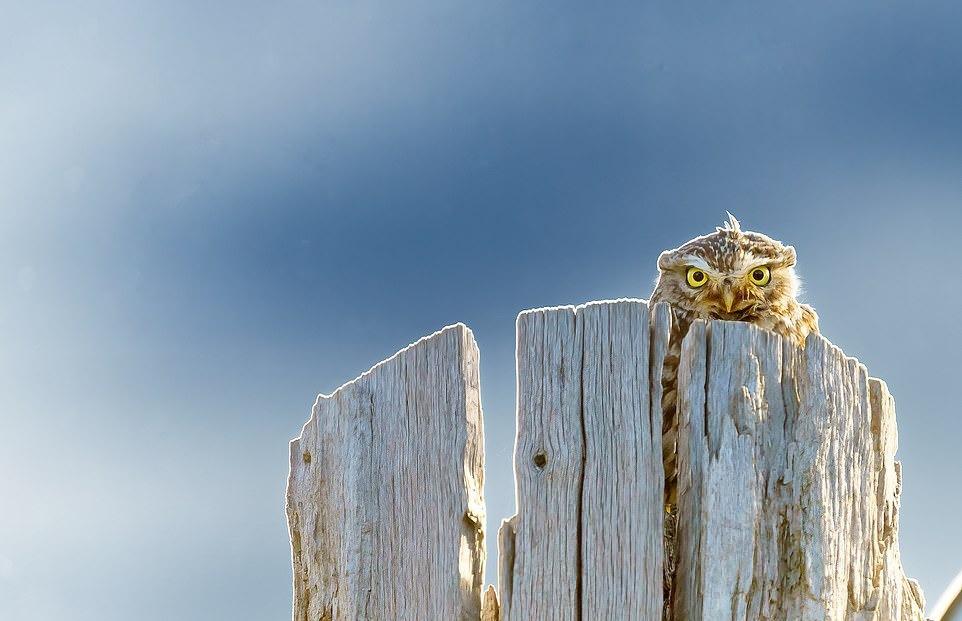 Khi đang trên đường đi làm, nhiếp ảnh gia người Anh Dan Gerard phát hiện một hình bóng đập vào mắt mình trên ngọn cây chết. Quay lại chỗ cũ, anh thấy con cú đang nhìn chằm chằm vào mình. Giải thích về bức ảnh, anh cho biết: "Tôi đứng trên bờ cỏ và cố gắng để lột tả 2 ánh mắt chạm nhau". Bức ảnh thuộc danh mục thế giới tự nhiên và động vật hoang dã.