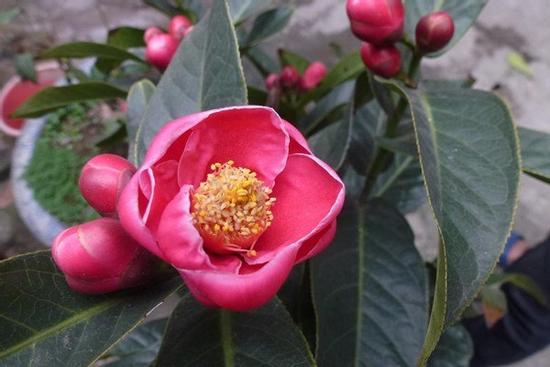 8 loại cây hoa nhà giàu hay chơi, đặt phòng khách cực hợp phong thủy