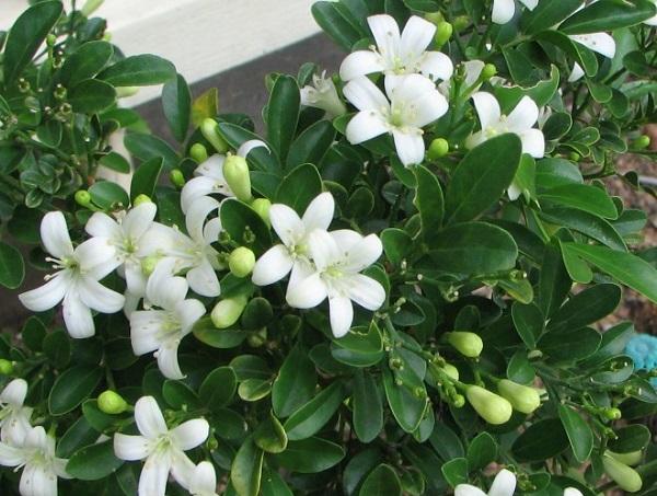 Ý nghĩa cây nguyệt quế trong phong thủy-2