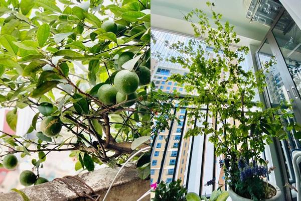 Đọ cơ ngơi dàn MC kỳ cựu, ai mới là đại gia ngầm của VTV?-10