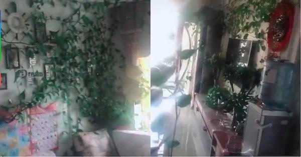 Cô nàng dở khóc dở cười nhìn khoai lang bonsai trồng trong nhà hóa giàn cây cao bóng cả-3
