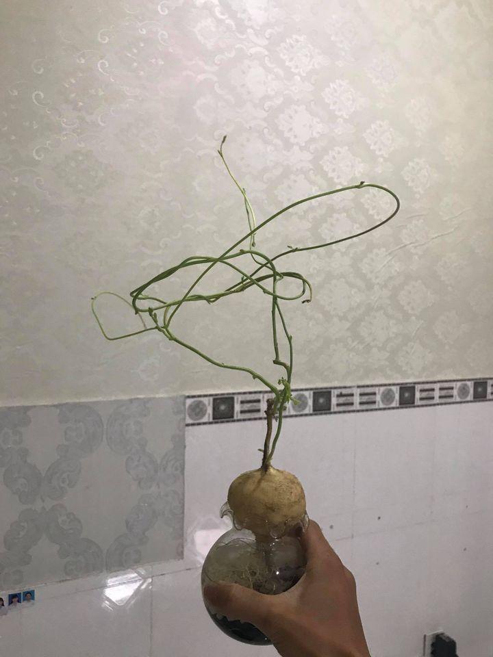 Cô nàng dở khóc dở cười nhìn khoai lang bonsai trồng trong nhà hóa giàn cây cao bóng cả-7