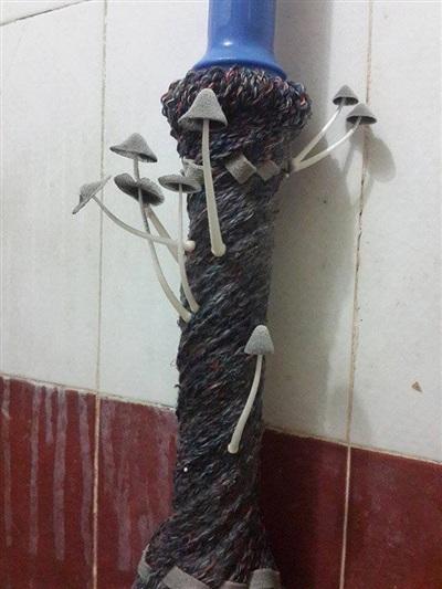 Cô nàng dở khóc dở cười nhìn khoai lang bonsai trồng trong nhà hóa giàn cây cao bóng cả-4