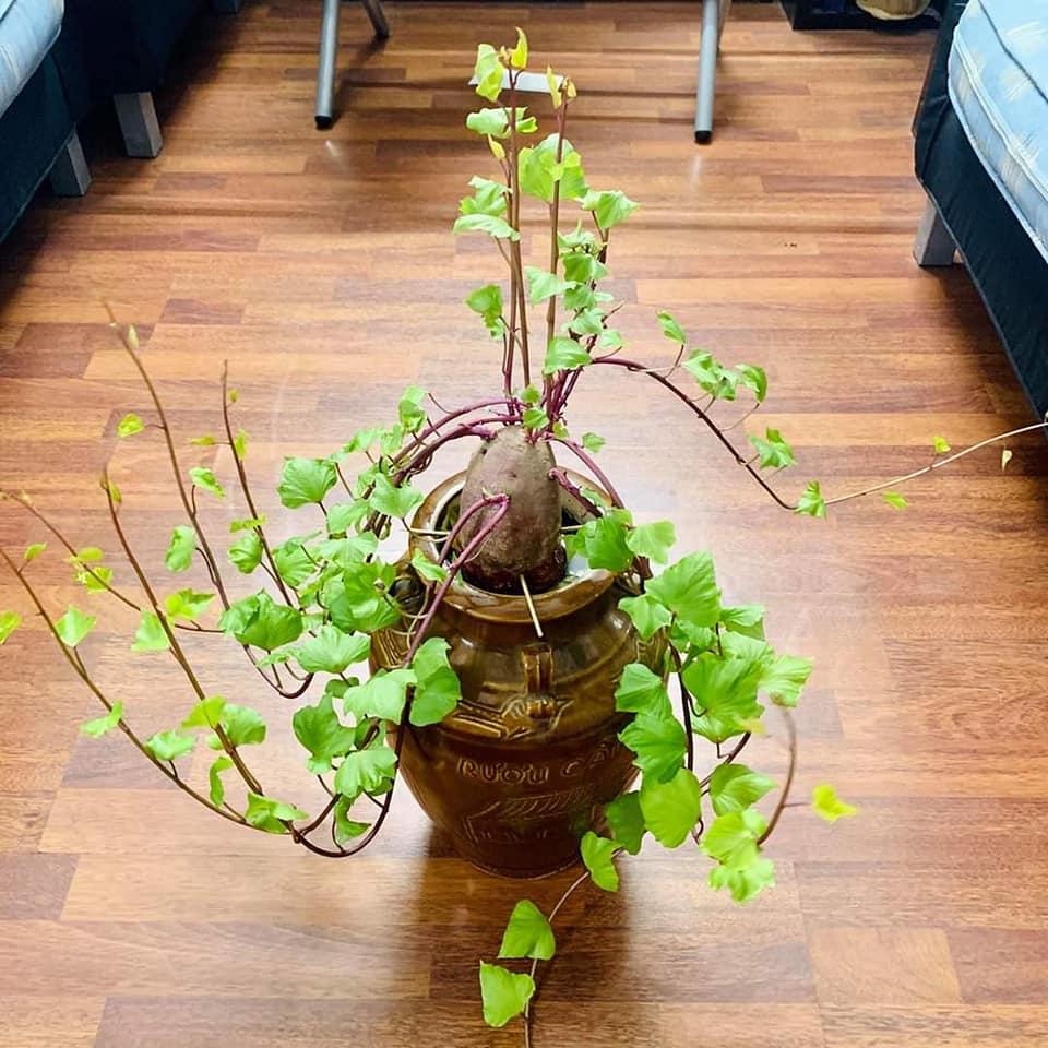 Cô nàng dở khóc dở cười nhìn khoai lang bonsai trồng trong nhà hóa giàn cây cao bóng cả-5