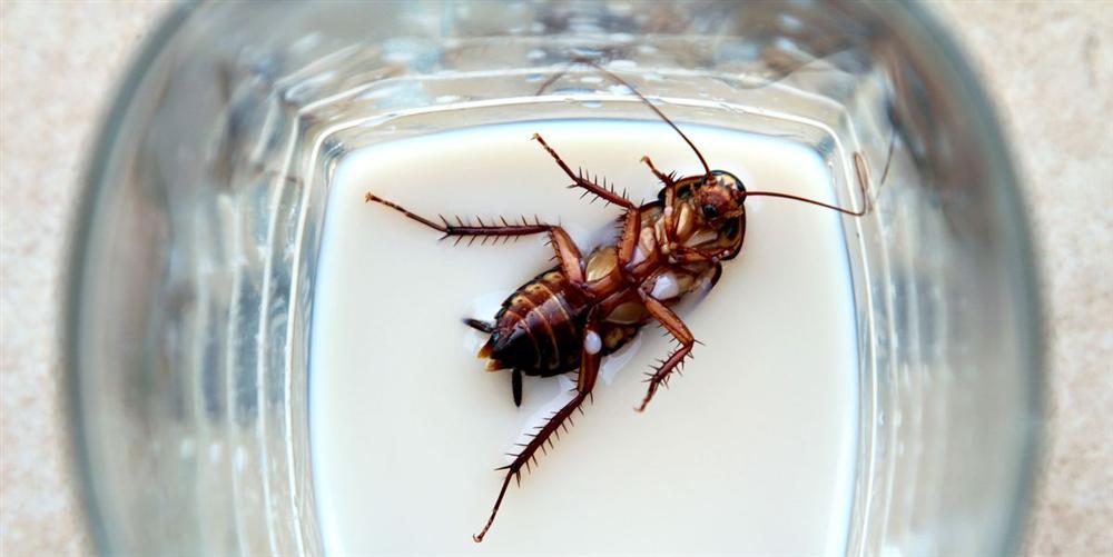 Ám ảnh món mồi nhắm gián sấy khô, dân nhậu vừa ăn vừa xuýt xoa ngon hết nấc-5