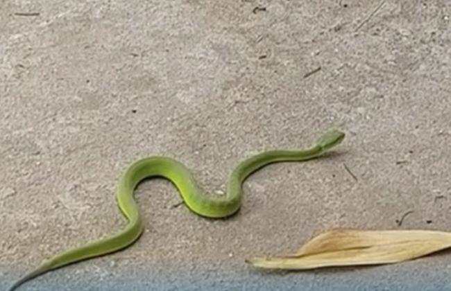 Ra vườn hái rau, người đàn ông bị rắn lục đuôi đỏ cực độc cắn suýt chết-1