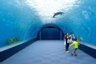 Đường hầm dưới nước chiếu sáng các sinh vật biển