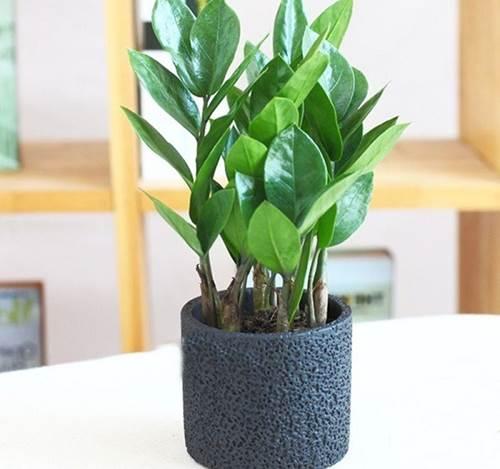 Các mẫu cây cảnh để bàn đẹp, hợp tuổi, hợp mệnh phong thủy-1