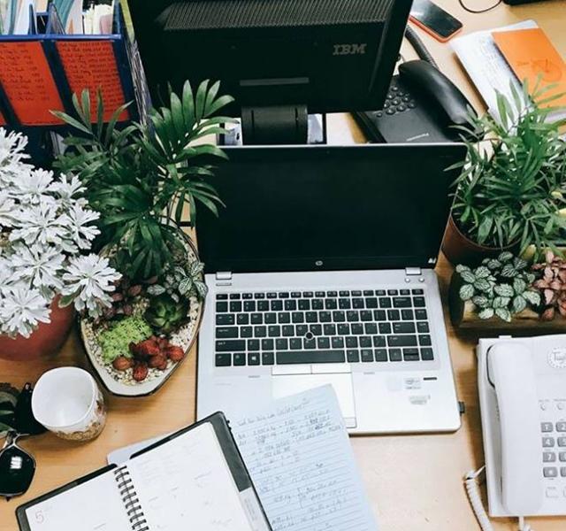 Các mẫu cây cảnh để bàn đẹp, hợp tuổi, hợp mệnh phong thủy-2