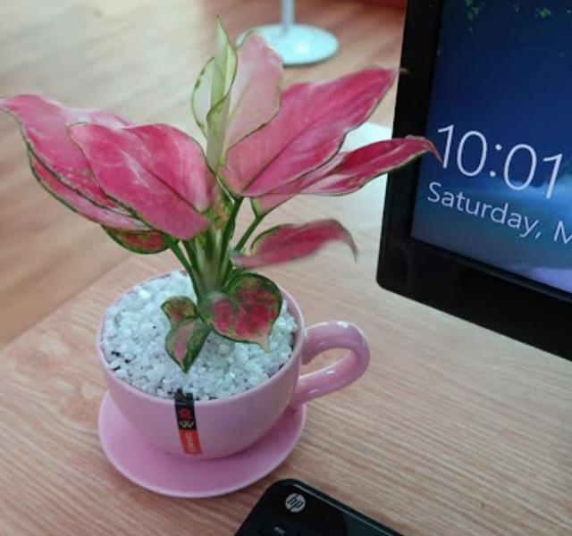 Các mẫu cây cảnh để bàn đẹp, hợp tuổi, hợp mệnh phong thủy-5