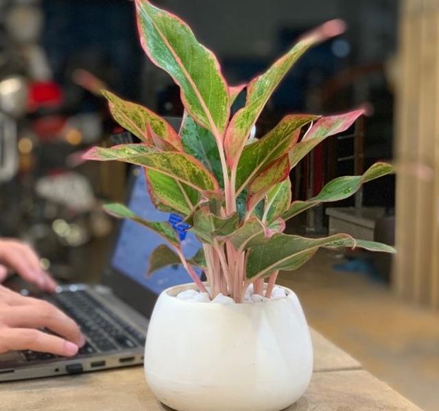 Các mẫu cây cảnh để bàn đẹp, hợp tuổi, hợp mệnh phong thủy-7