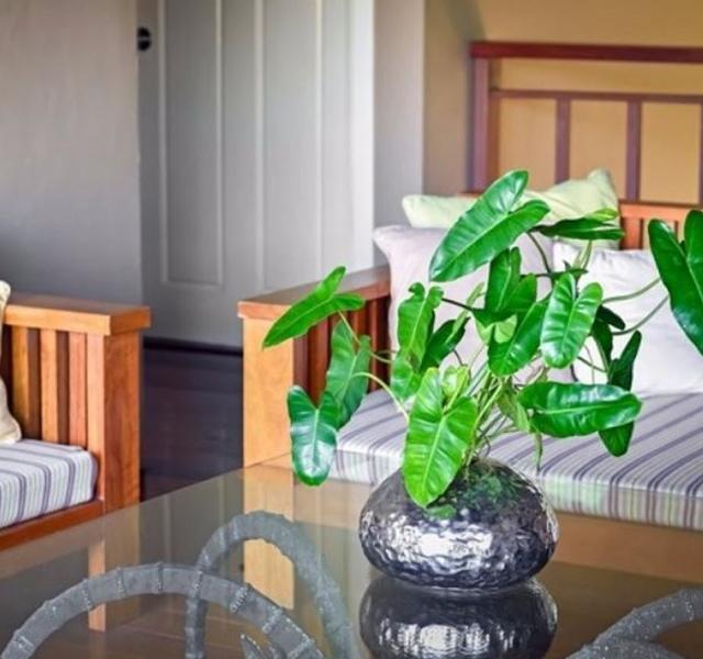 Các mẫu cây cảnh để bàn đẹp, hợp tuổi, hợp mệnh phong thủy-11