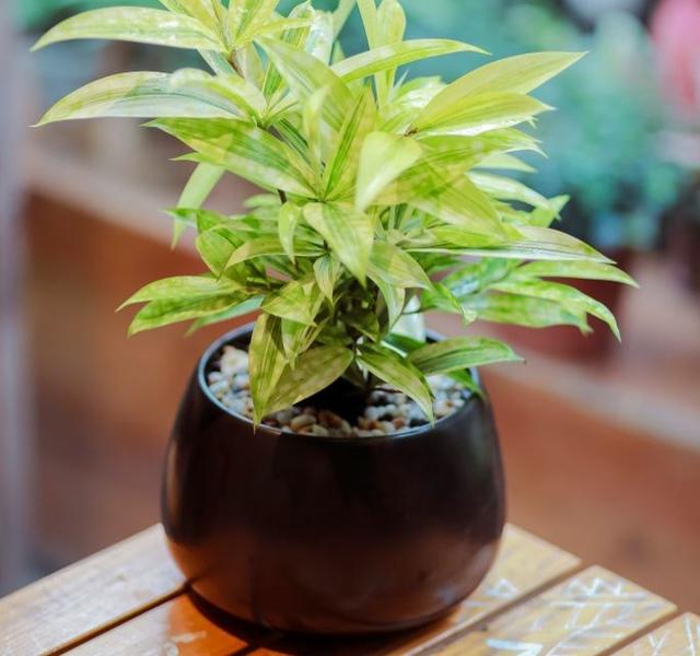 Các mẫu cây cảnh để bàn đẹp, hợp tuổi, hợp mệnh phong thủy-12