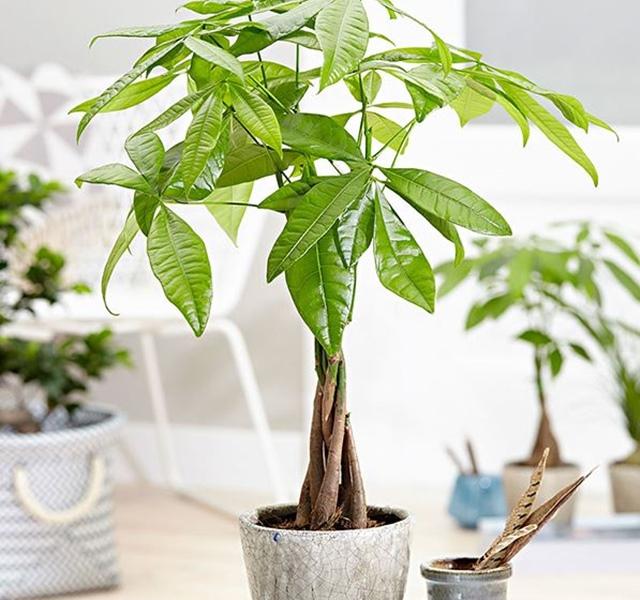 Các mẫu cây cảnh để bàn đẹp, hợp tuổi, hợp mệnh phong thủy-13