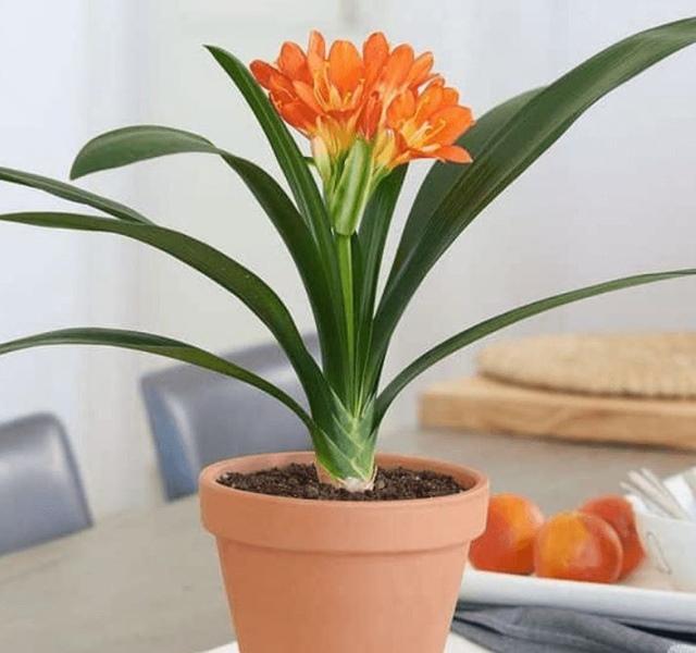 Các mẫu cây cảnh để bàn đẹp, hợp tuổi, hợp mệnh phong thủy-9