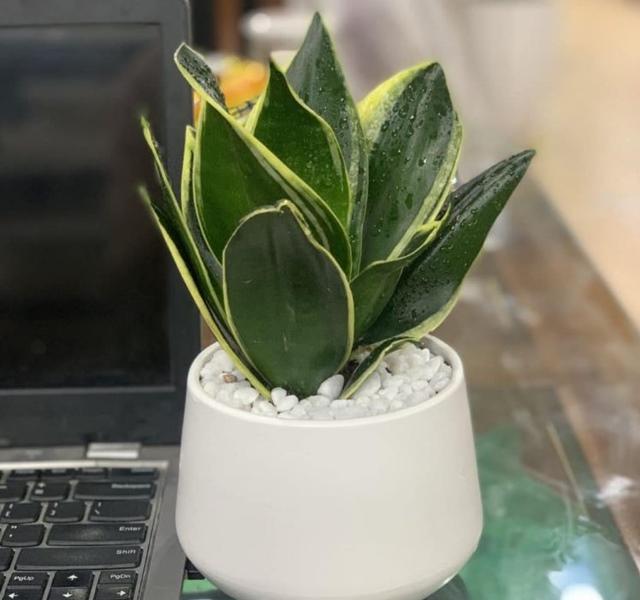 Các mẫu cây cảnh để bàn đẹp, hợp tuổi, hợp mệnh phong thủy-14