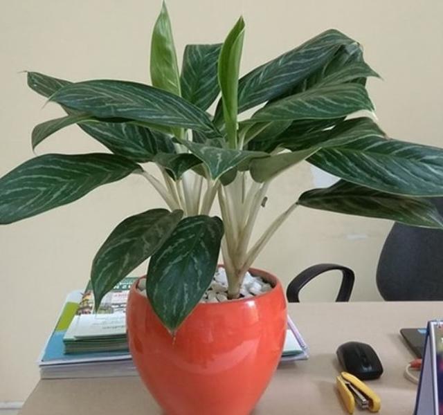 Các mẫu cây cảnh để bàn đẹp, hợp tuổi, hợp mệnh phong thủy-15