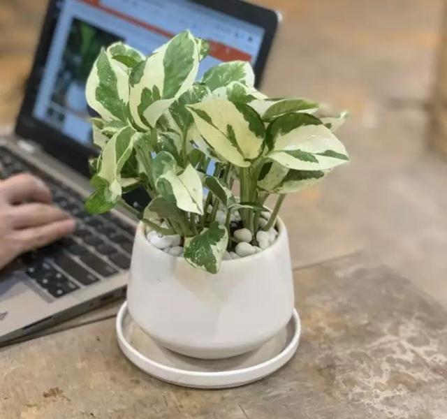 Các mẫu cây cảnh để bàn đẹp, hợp tuổi, hợp mệnh phong thủy-16