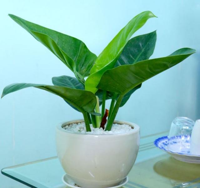 Các mẫu cây cảnh để bàn đẹp, hợp tuổi, hợp mệnh phong thủy-17