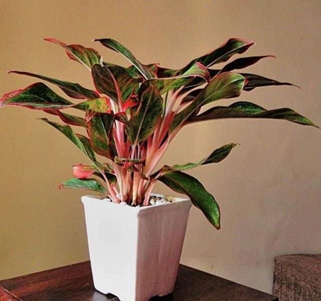 Các mẫu cây cảnh để bàn đẹp, hợp tuổi, hợp mệnh phong thủy-21