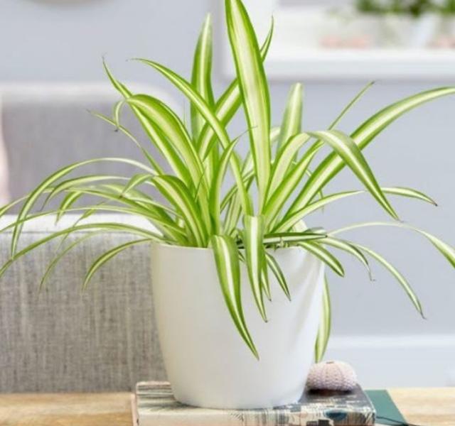 Các mẫu cây cảnh để bàn đẹp, hợp tuổi, hợp mệnh phong thủy-23