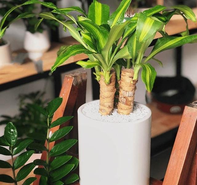 Các mẫu cây cảnh để bàn đẹp, hợp tuổi, hợp mệnh phong thủy-26