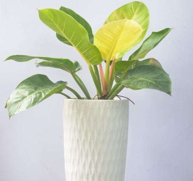 Các mẫu cây cảnh để bàn đẹp, hợp tuổi, hợp mệnh phong thủy-27