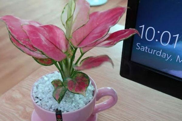 7 loại cây cảnh NÊN đặt trong phòng ngủ vừa tốt cho sức khỏe vừa hợp phong thủy-8