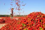 Cánh đồng ớt đỏ rực một vùng tại Trung Quốc