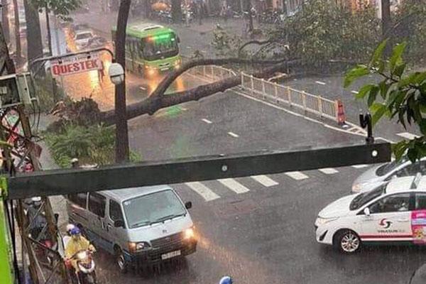 Nạn nhân bị cây xanh bật gốc đè trúng trong cơn mưa lớn ở Sài Gòn đã tử vong-1