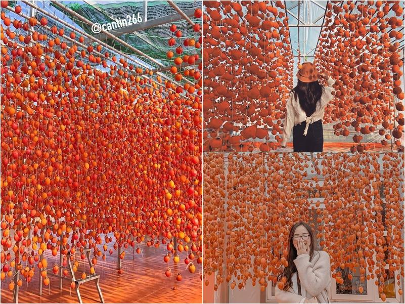 Phải lòng mùa hồng chín Đà Lạt, đã đến rồi là chẳng muốn về-4