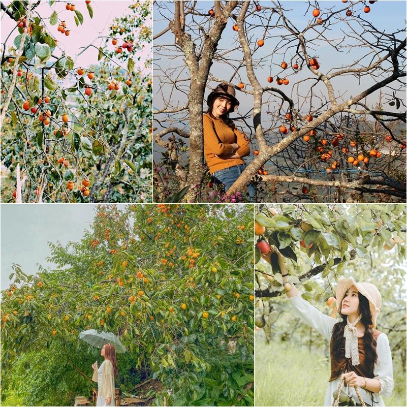 Phải lòng mùa hồng chín Đà Lạt, đã đến rồi là chẳng muốn về-5