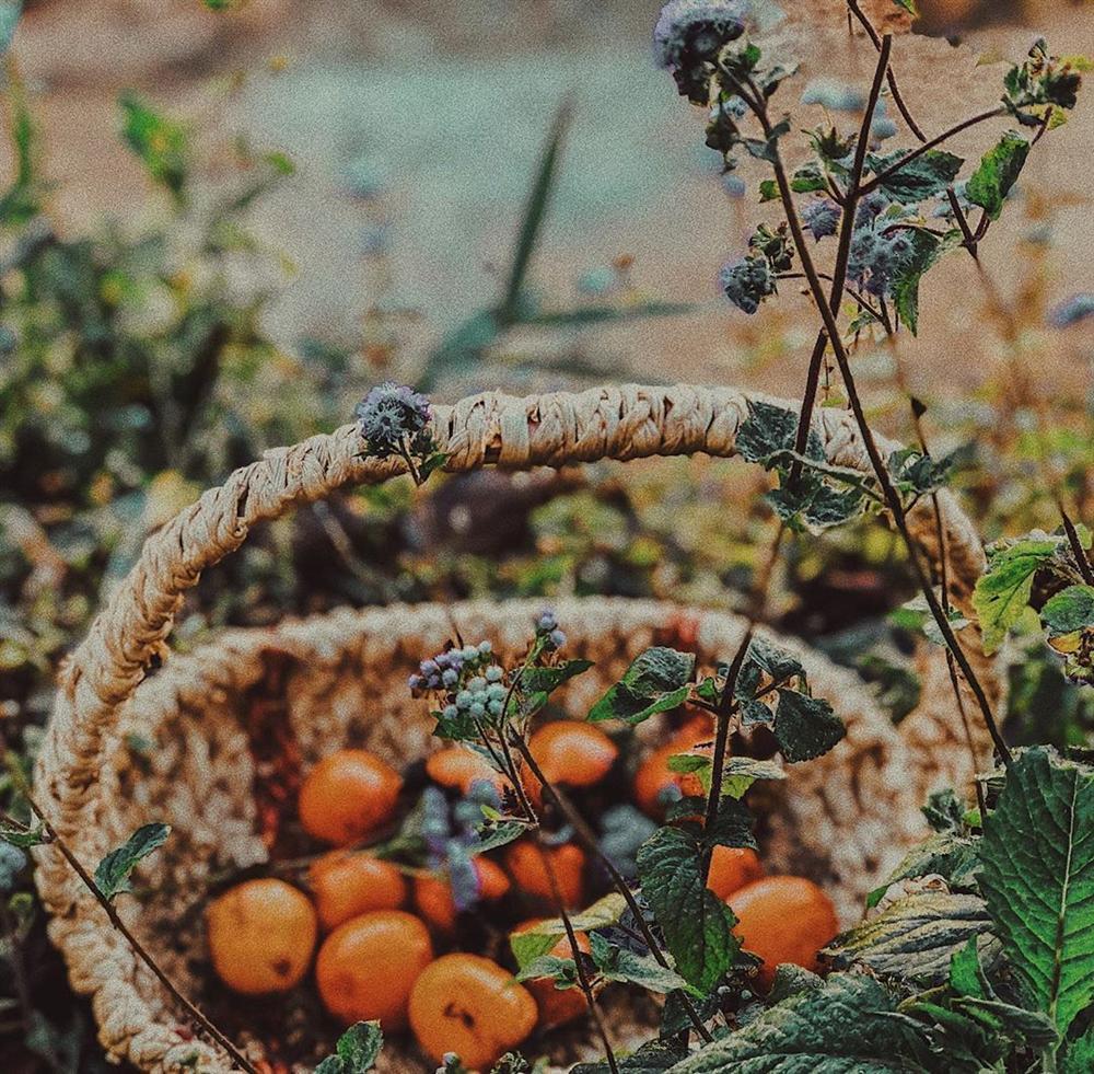 Phải lòng mùa hồng chín Đà Lạt, đã đến rồi là chẳng muốn về-6