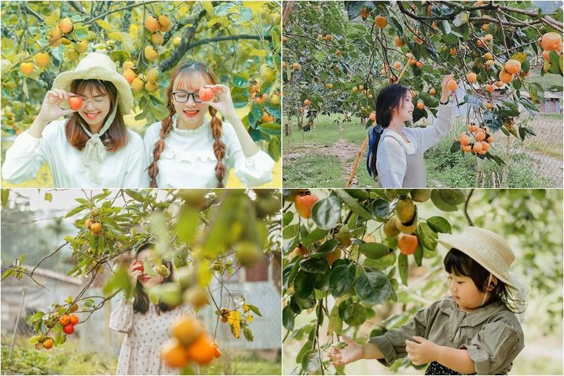 Đồi cỏ hồng Đuôi Chồn đẹp như tranh vẽ ở Đà Lạt, check-in cứ ngỡ ở Xứ hoa Anh Đào-11