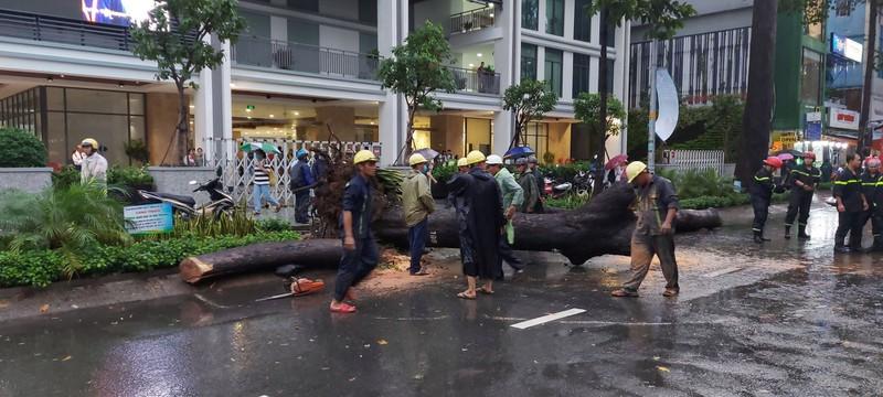 Hé lộ nguyên nhân vì sao cây xanh bật gốc đè chết người ở TP HCM-1