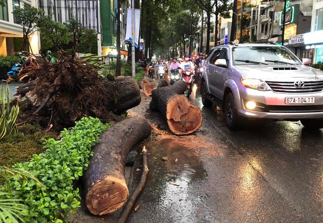 Gia cảnh nạn nhân bị cây xanh đè tử vong ở Sài Gòn: 2 vợ chồng thất nghiệp, con chưa đầy 4 tuổi-6