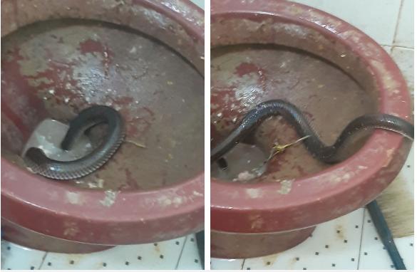 Bí mật lò bánh mì nổi tiếng Sài Gòn: Giòi và cả bé na ngoe nguẩy, nhân bánh thịt bò ôi thiu?-2